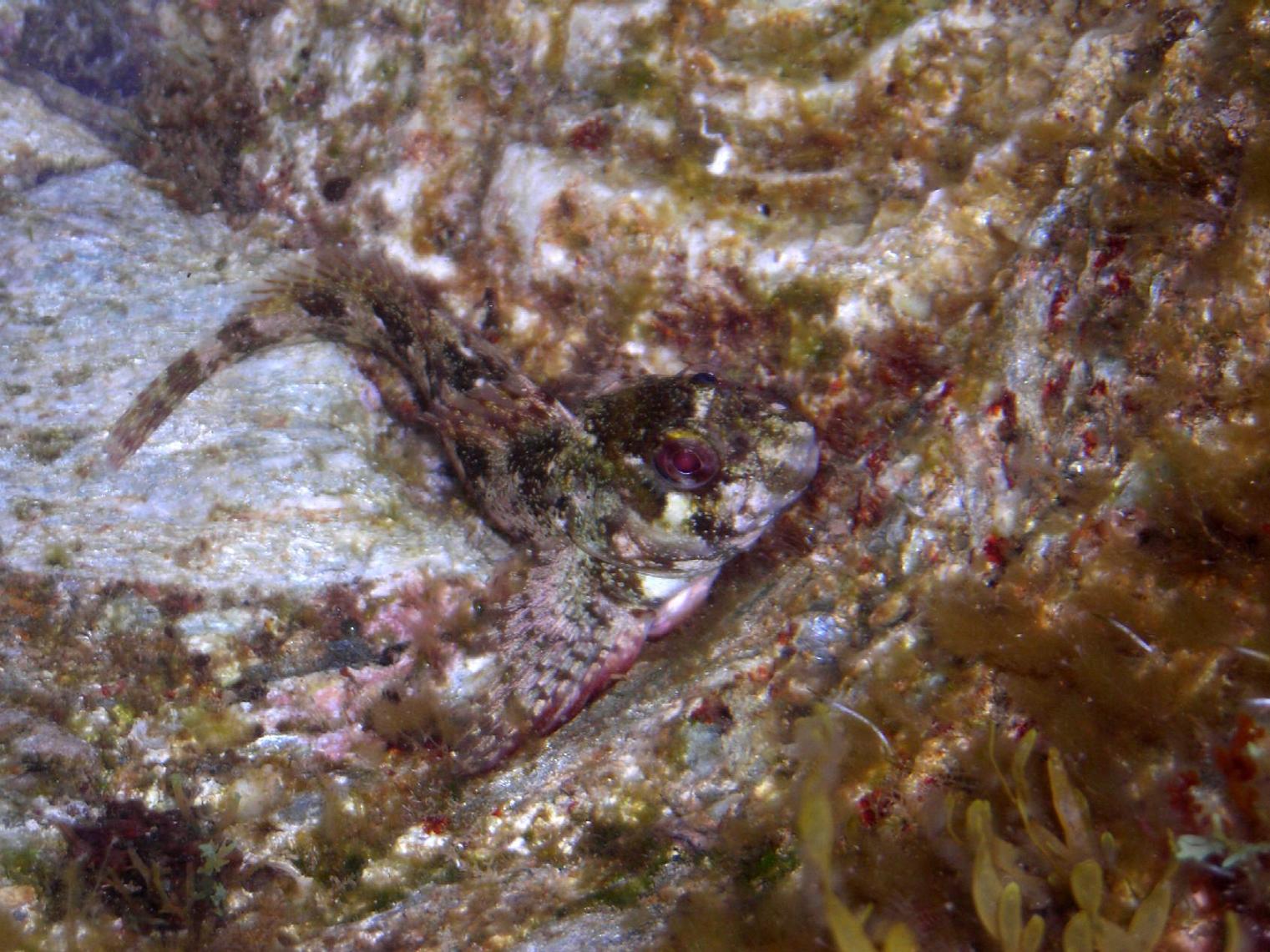 Lipophrys trigloides